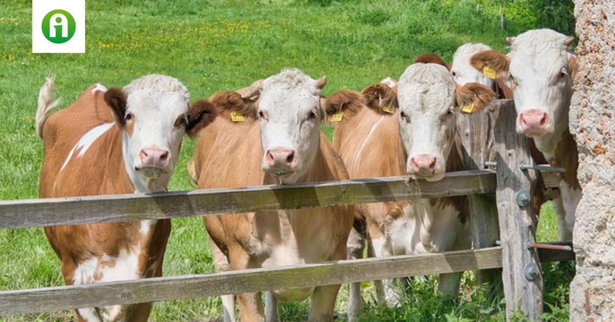 A vakcinázás sem akadályozza meg a szarvasmarhák leölését A vakcinázás sem akadályozza meg a szarvasmarhák leölését