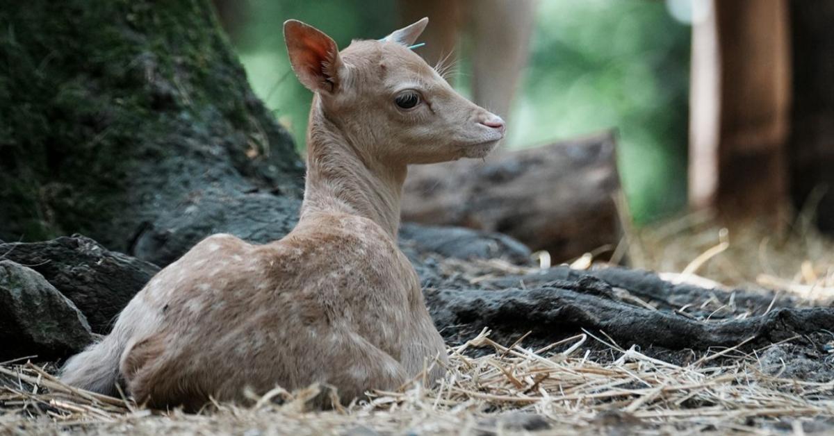 Napi cukiság: különleges dám született a Budakeszi Vadasparkban Napi cukiság: különleges dám született a Budakeszi Vadasparkban