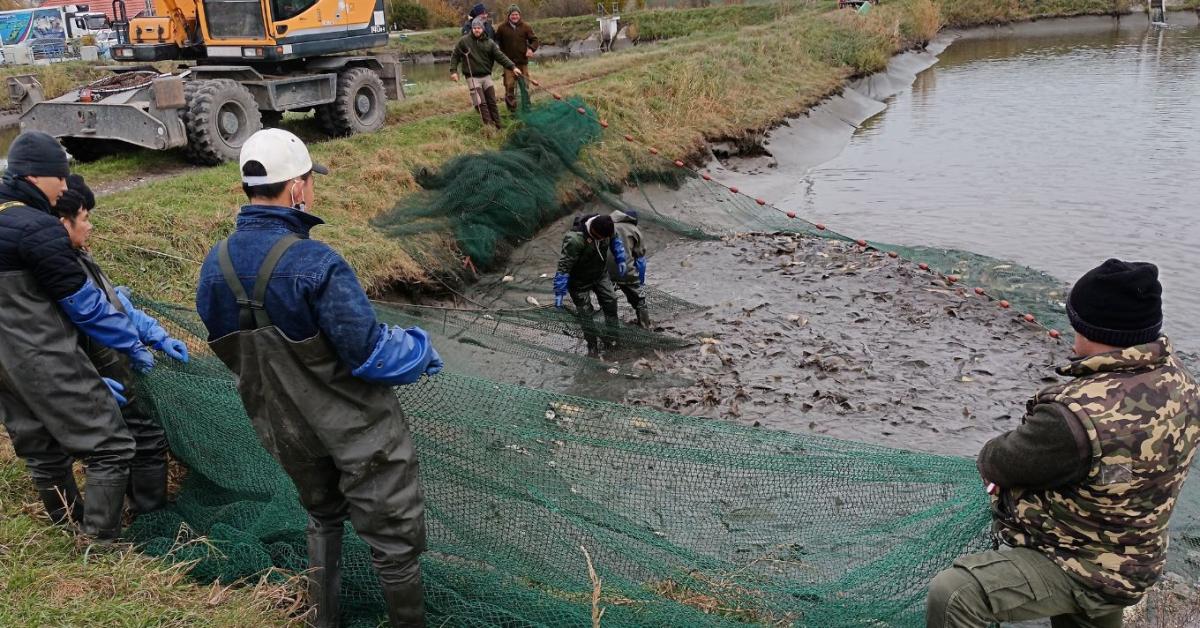 Nagy a baj a halgazdálkodásban, elfogy a tavakból a víz!