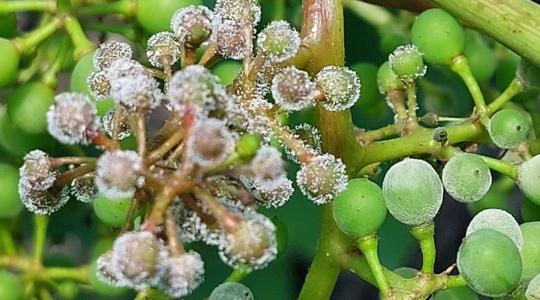 Megváltozott klíma, alkalmazkodó kórokozók – egyre nehezebb a szőlő védelme!