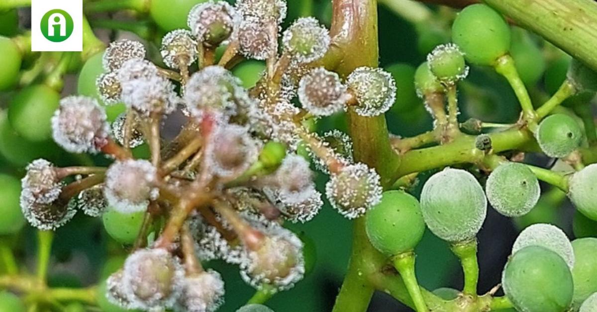 Megváltozott klíma, alkalmazkodó kórokozók – egyre nehezebb a szőlő védelme!