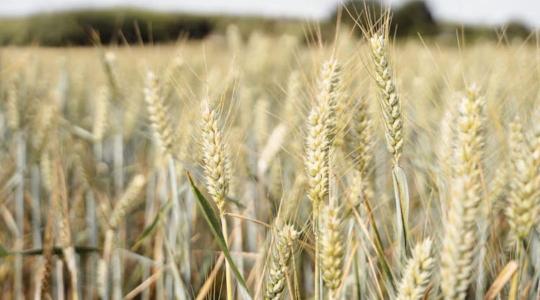 FAO júliusi jelentés: tovább nő a gabona iránti globális kereslet