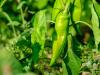 Nem terem a paprika? Lehullott a virág vagy a termés? Ez lehet az oka!