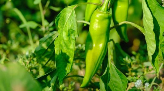 Nem terem a paprika? Lehullott a virág vagy a termés? Ez lehet az oka! Nem terem a paprika? Lehullott a virág vagy a termés? Ez lehet az oka!