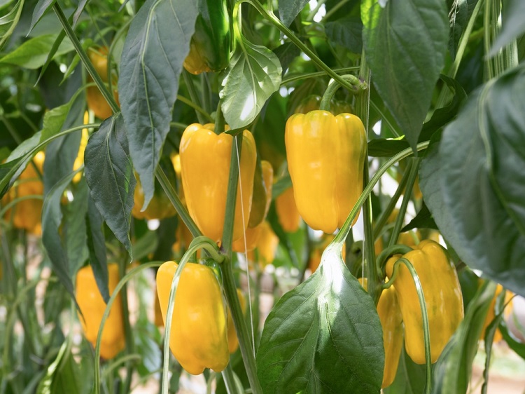 paprika