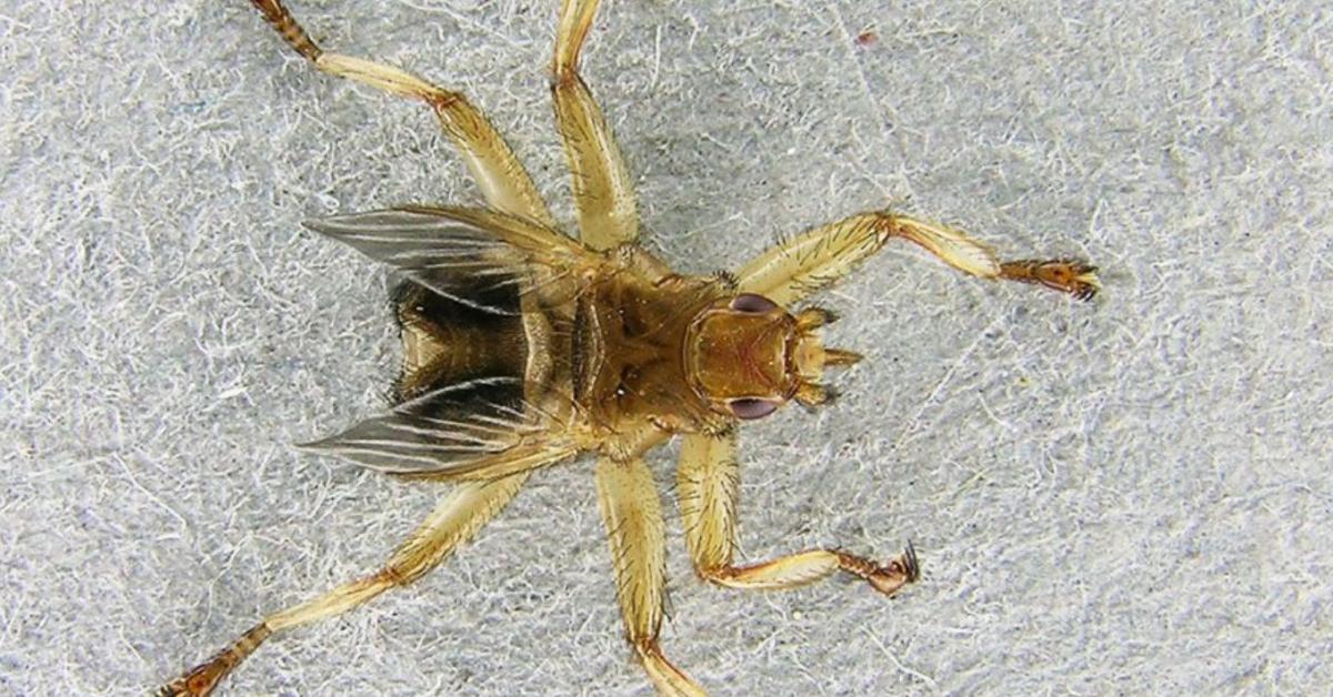 Fájdalmas csípés, makacs kártevő – vigyázz a kullancsléggyel! +VIDEÓ