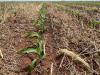 No-till, strip-till, min-till: váltsunk vagy ne váltsunk? – Augusztusi Agroinform webinárium