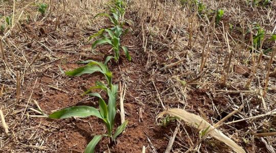 No-till, strip-till, min-till: váltsunk vagy ne váltsunk? – Augusztusi Agroinform webinárium No-till, strip-till, min-till: váltsunk vagy ne váltsunk? – Augusztusi Agroinform webinárium