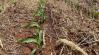 No-till, strip-till, min-till: váltsunk vagy ne váltsunk? – Augusztusi Agroinform webinárium