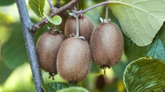 Kivitermesztés Magyarországon – lehetőségek, kihívások és gyakorlati tanácsok