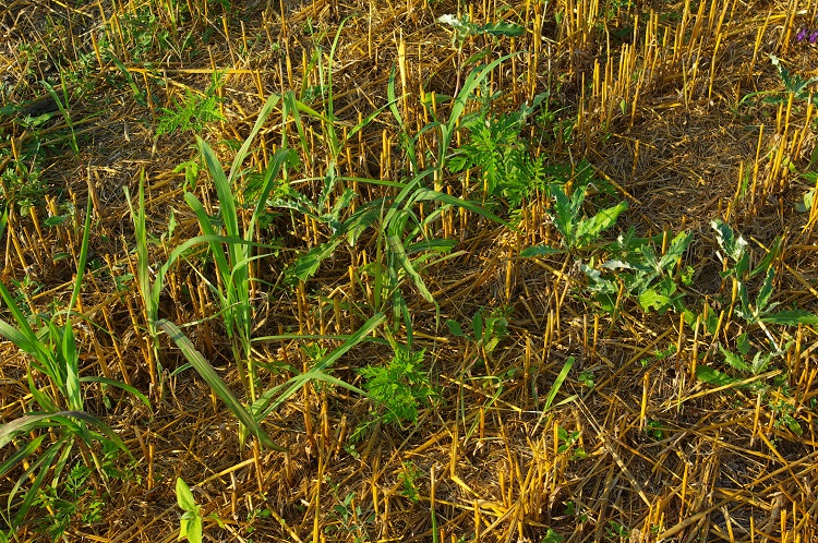 nufarm