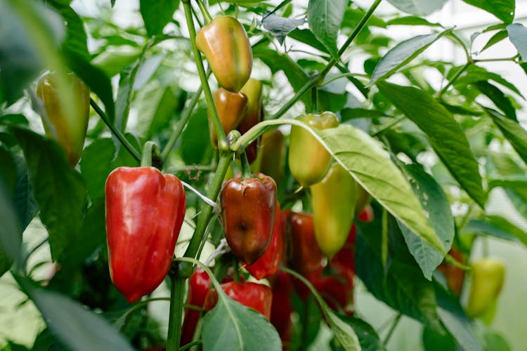 paprika