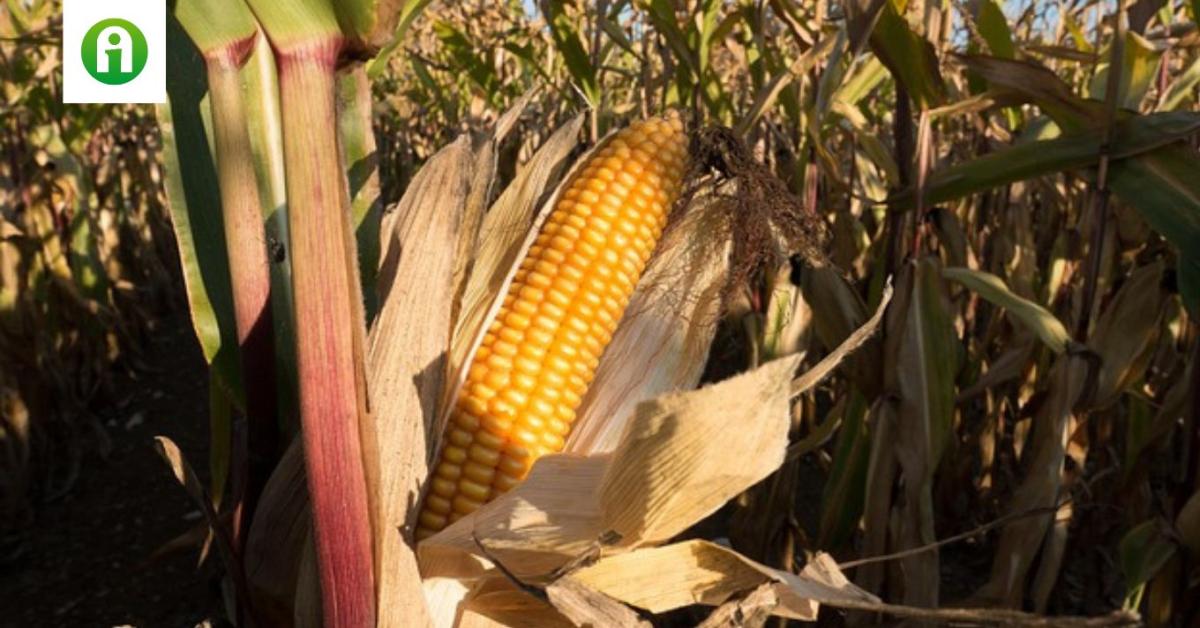 Mikotoxinok a kukoricában: a kulcs a penészgombák elleni védekezés