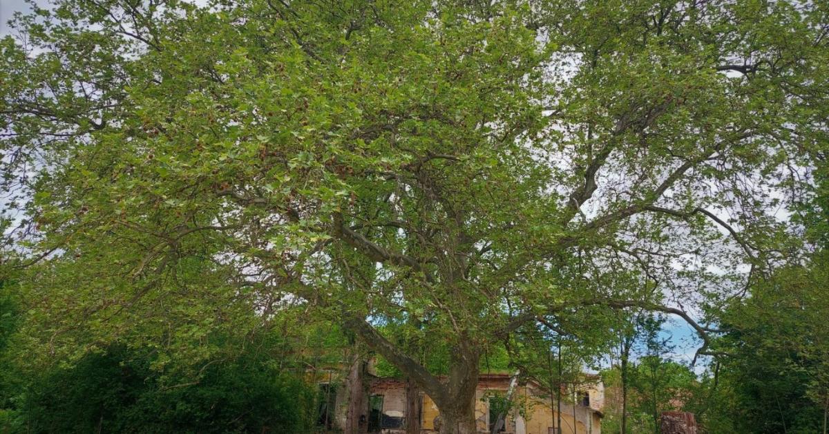 15 éves az Év Fája verseny – mutatjuk, melyik fa lett a nyertes