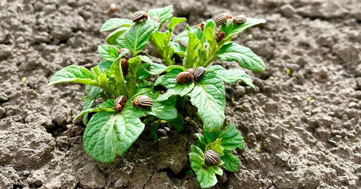 Megkeseríti az életedet: nem csak a krumplit pusztítja Megkeseríti az életedet: nem csak a krumplit pusztítja