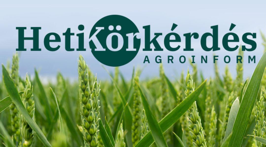 Új fajták a kalászos vetőmagpiacon – Heti Körkérdés
