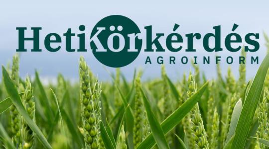 Új fajták a kalászos vetőmagpiacon – Heti Körkérdés