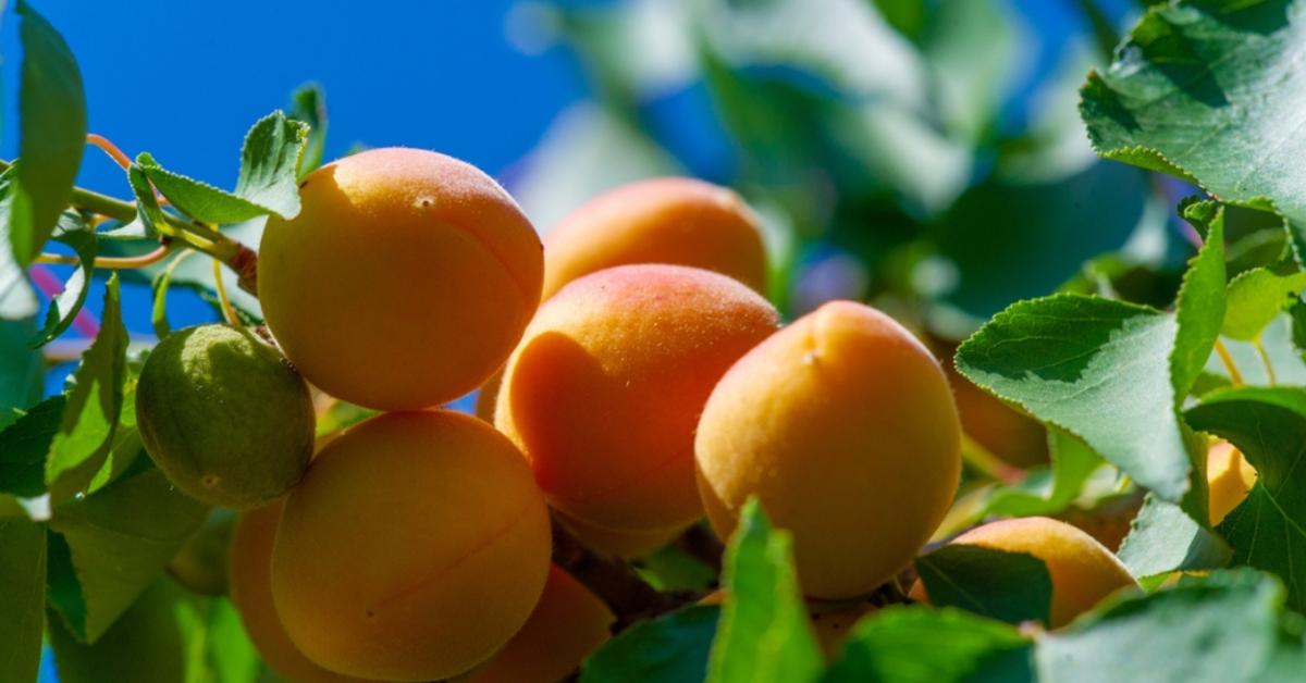 Gyümölcsfáid vannak? Akkor erről tilos elfeledkezned júliusban! Gyümölcsfáid vannak? Akkor erről tilos elfeledkezned júliusban!