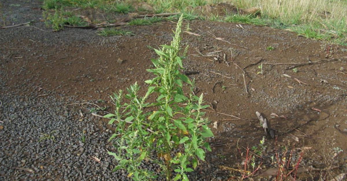 Gyom vagy szupernövény? A fehér libatop rejtett potenciálja