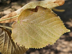 zsigó