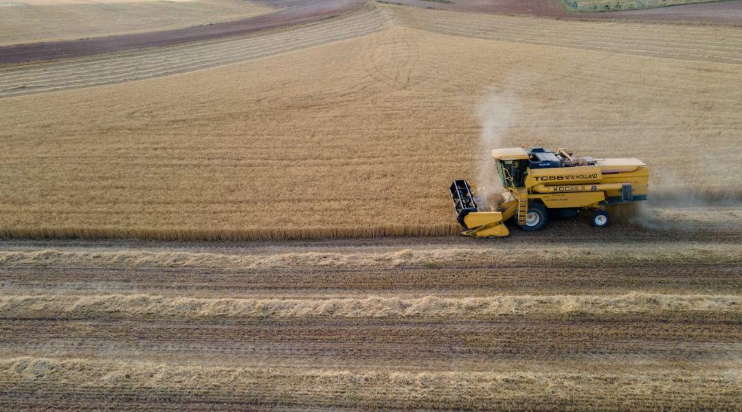 Felfelé kúszik a búza és a kukorica ára