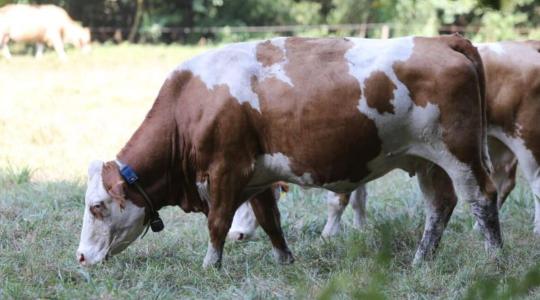 A hőstressz már nem csak déli probléma – veszélyben a legeltetett állatok jólléte