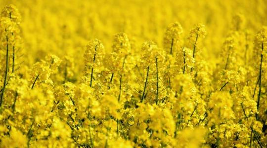 Repcestratégiák és stratégák – az Agroinform TechMag friss száma Repcestratégiák és stratégák – az Agroinform TechMag friss száma