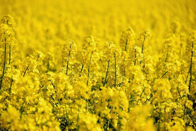 Repcestratégiák és stratégák – az Agroinform TechMag friss száma