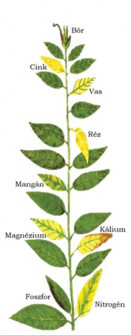 talaj