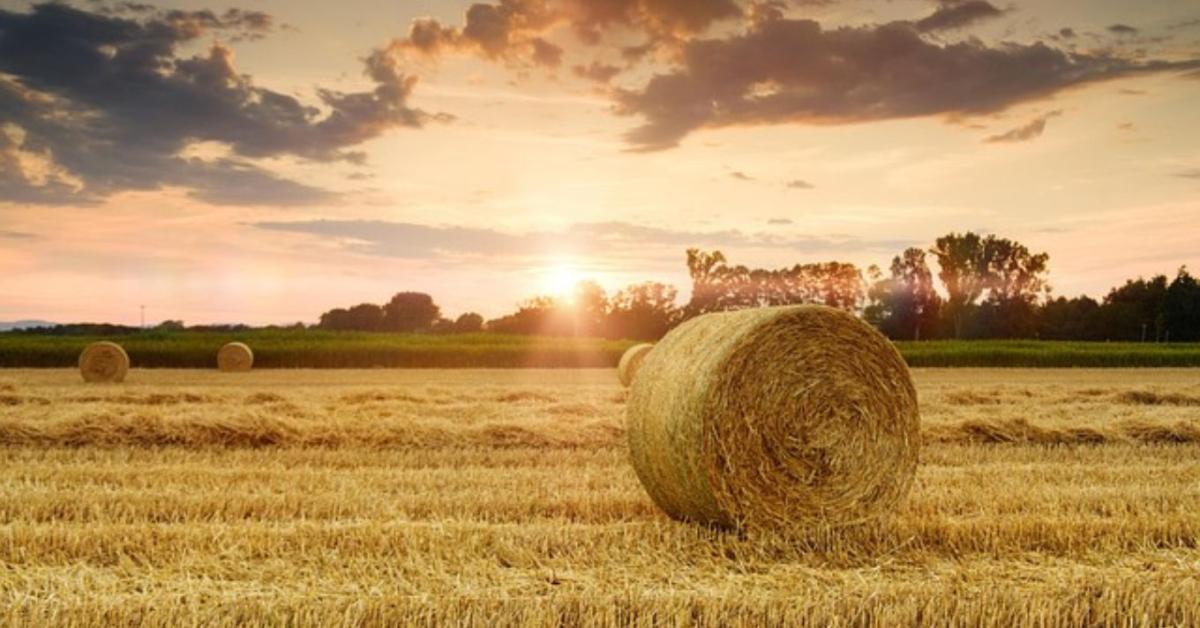 Mit nyerhetünk a tarló megfelelő ápolásával?