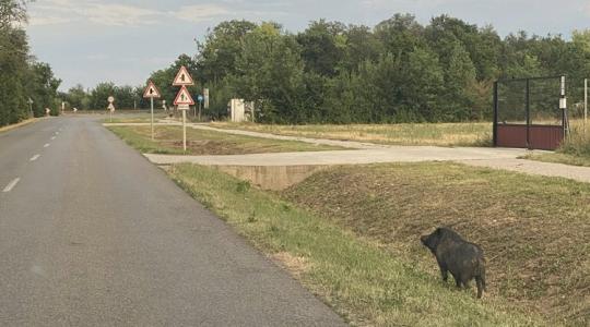 Vaddisznónak hitték, de csak egy házi kedvenc volt Vaddisznónak hitték, de csak egy házi kedvenc volt