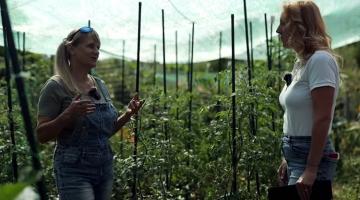  Paradicsomvész? Vontatott érés?