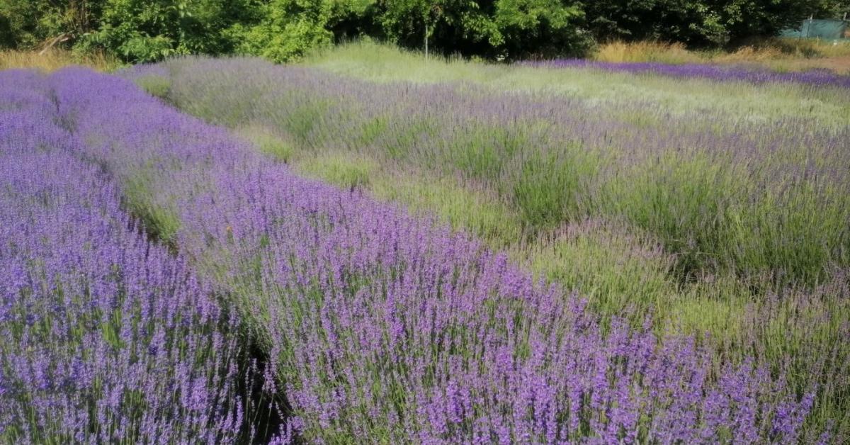 Sokan elrontják: ezen múlhat, hogy sikerül-e a levendula megújítása