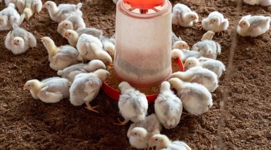 Madárinfluenza és vámháborúk: vészjósló jelek a baromfipiacon