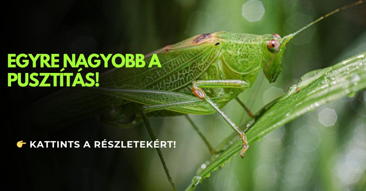 Invázió a földeken: egyre aggasztóbb a sáskák pusztítása Invázió a földeken: egyre aggasztóbb a sáskák pusztítása