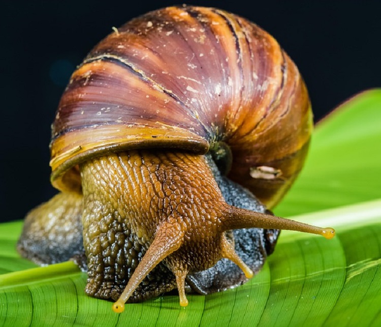 csiga