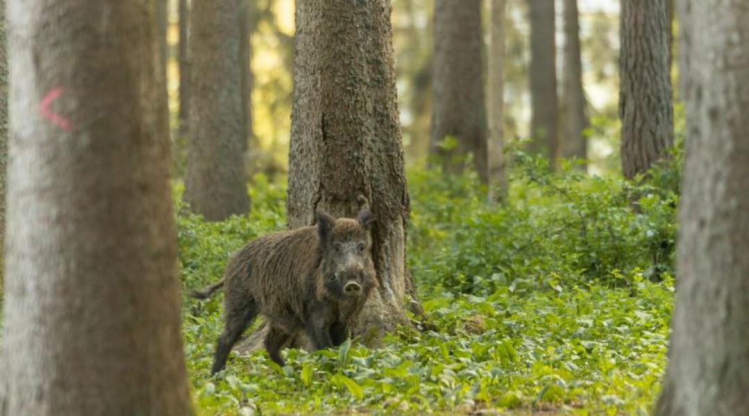 Ki felel a városi vaddisznókért? A balatonalmádi eset joghézagra világít rá