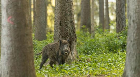 Ki felel a városi vaddisznókért? A balatonalmádi eset joghézagra világít rá Ki felel a városi vaddisznókért? A balatonalmádi eset joghézagra világít rá