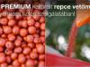 Tíz éve első a repcetáblákon!