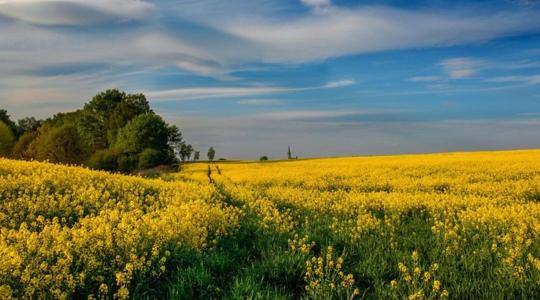 Nyereségessé tehető a repcetermesztés: jól kell tudni választani