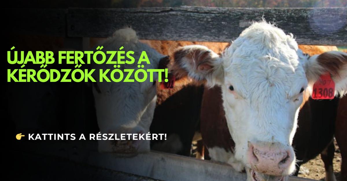 Marhák tucatjai hullottak el – ez áll a háttérben