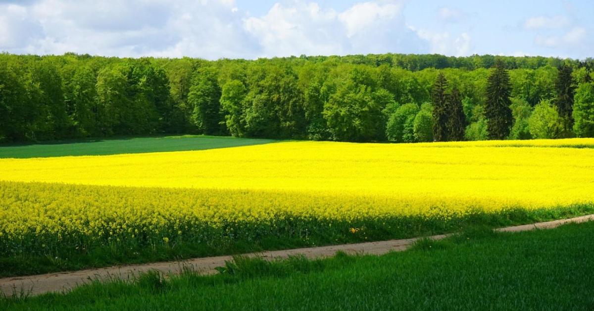 Villogó sárga: merre tovább, repce? Villogó sárga: merre tovább, repce?