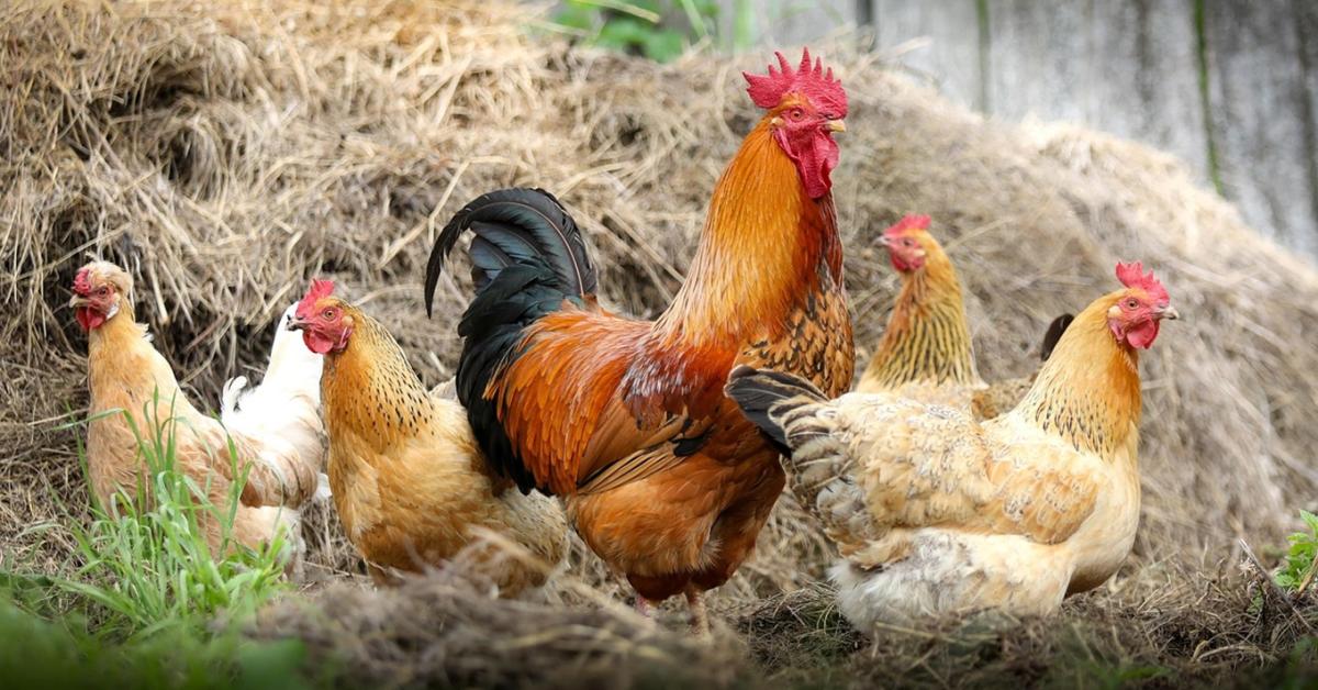 Kettesével veszi a lépcsőt felfelé a baromfi ára Kettesével veszi a lépcsőt felfelé a baromfi ára