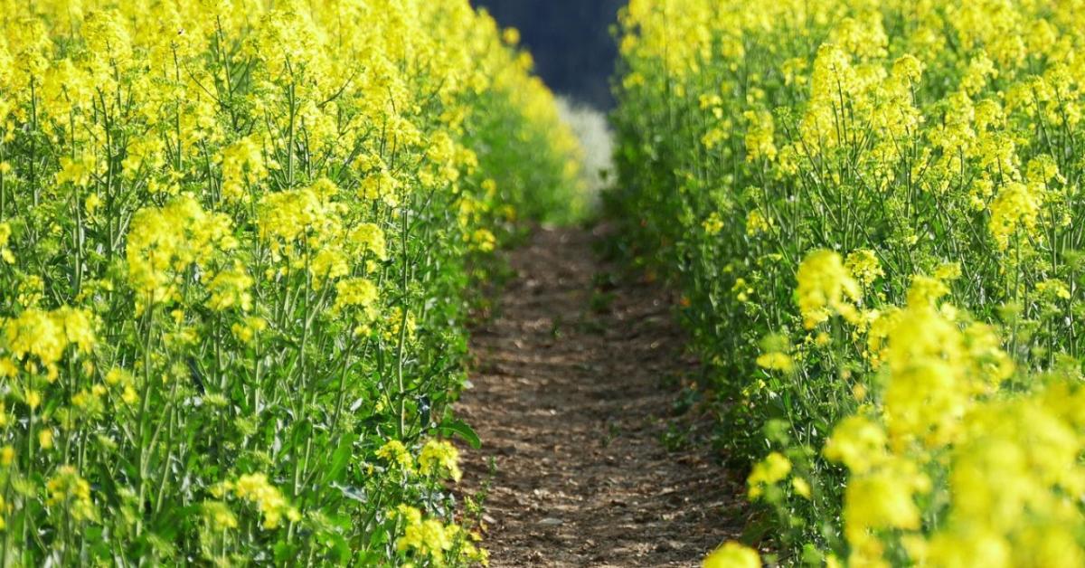 Növényvédelem Európában: tiltanak, de nem pótolnak Növényvédelem Európában: tiltanak, de nem pótolnak