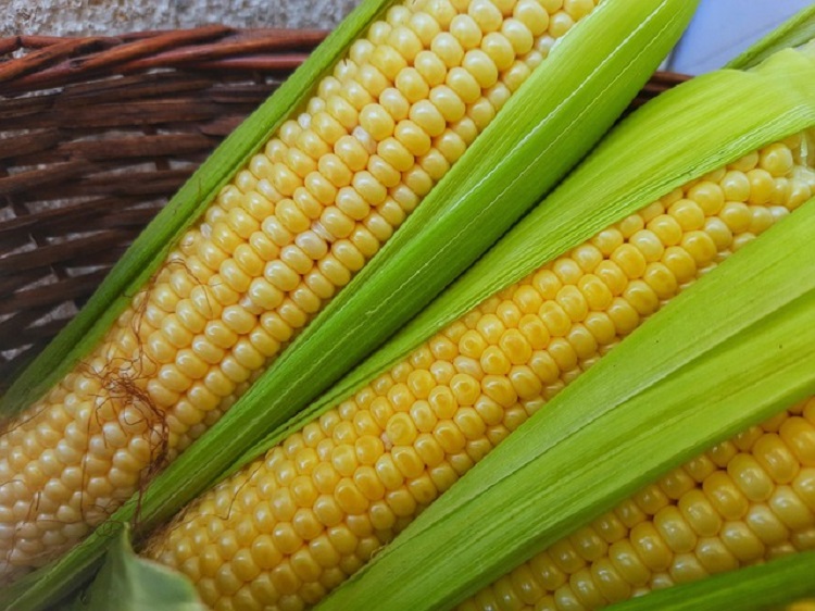 kukorica