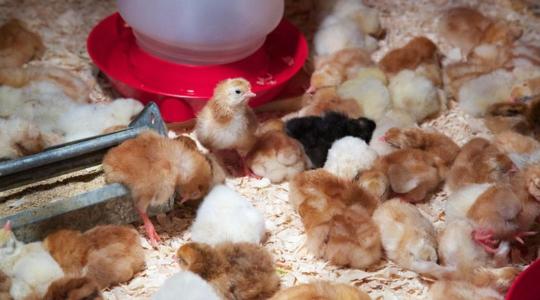 Bábolnáról jön a jövő baromfija: egyedi húshibridet állítottak elő