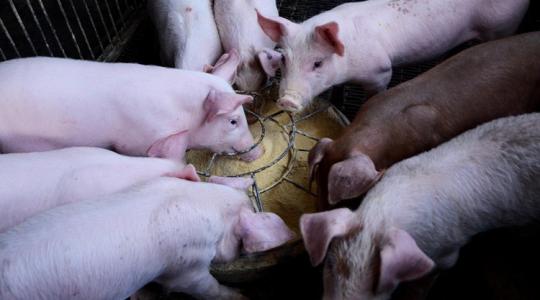 Zoonózisok: A megelőzés az állatok bélrendszerében kezdődik Zoonózisok: A megelőzés az állatok bélrendszerében kezdődik