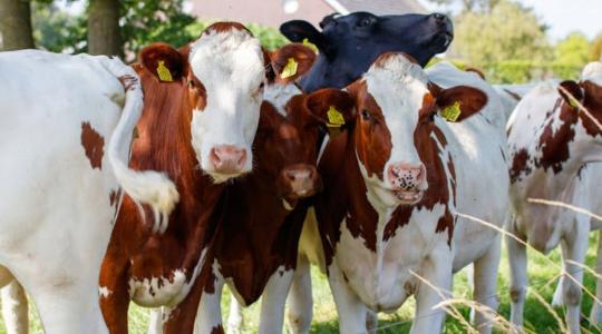 Állami támogatás a fertőzött állattartó telepek újraindítására Állami támogatás a fertőzött állattartó telepek újraindítására