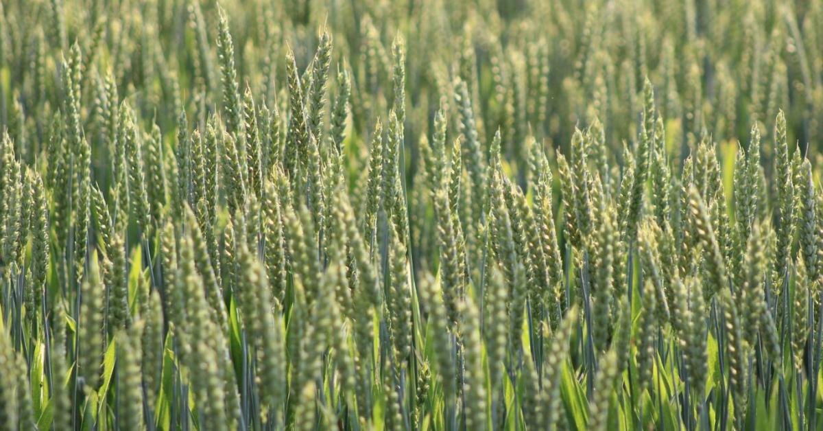 Vajdasági javaslat: garantált búzaár kell a termelőknek! Vajdasági javaslat: garantált búzaár kell a termelőknek!
