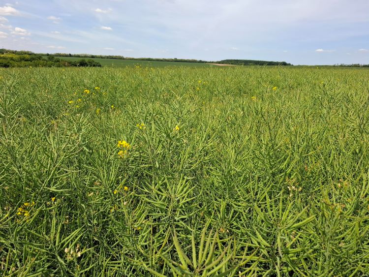 Limagrain